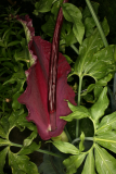 Dracunculus vulgaris RCP6-2010 129.jpg